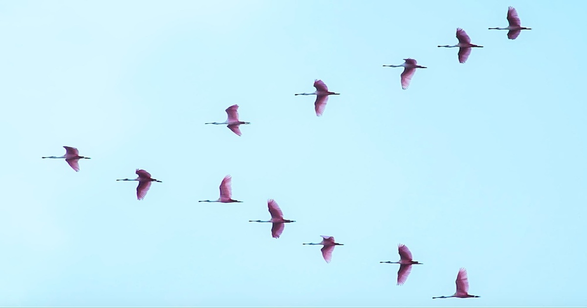 A group of pink-colored birds with wings outstretched flying in a formation, against a backdrop of a blue sky.