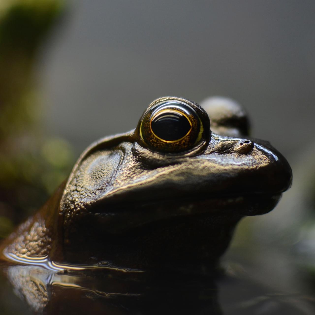 A brown frog.
