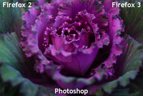 A purple flower as rendered by Firefox 2, Firefox 3, and Photoshop.