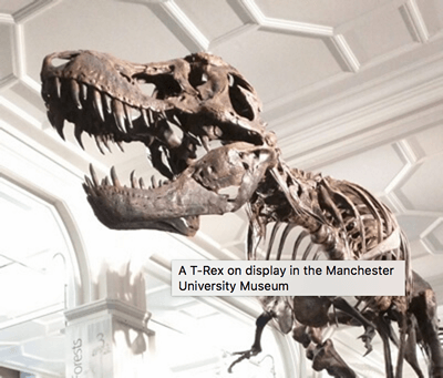 The dinosaur image, with a tooltip title on top of it that reads A T-Rex on display at the Manchester University Museum 