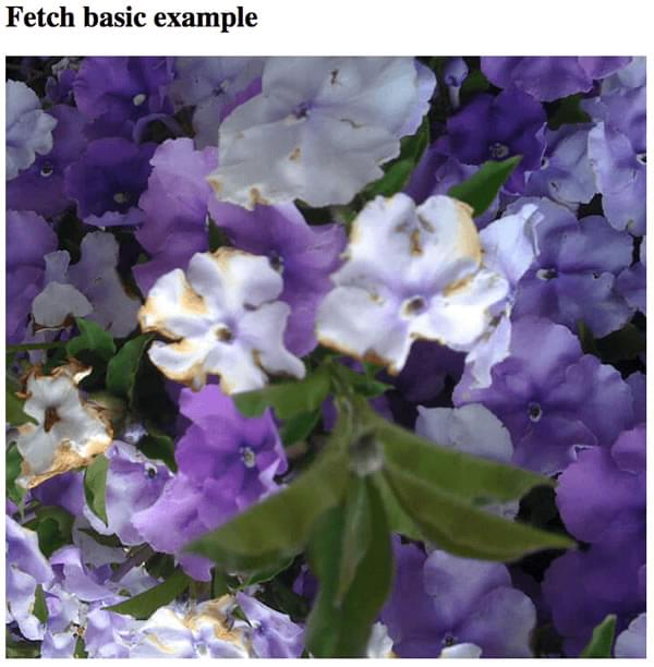一个 fetch 基本示例的标题，配一张紫色花朵的照片